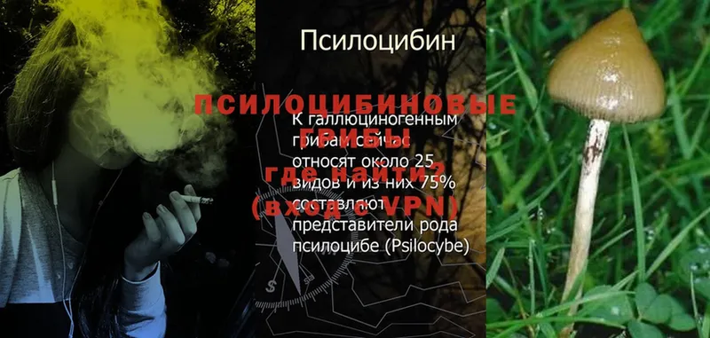 Псилоцибиновые грибы Psilocybe  Вышний Волочёк 